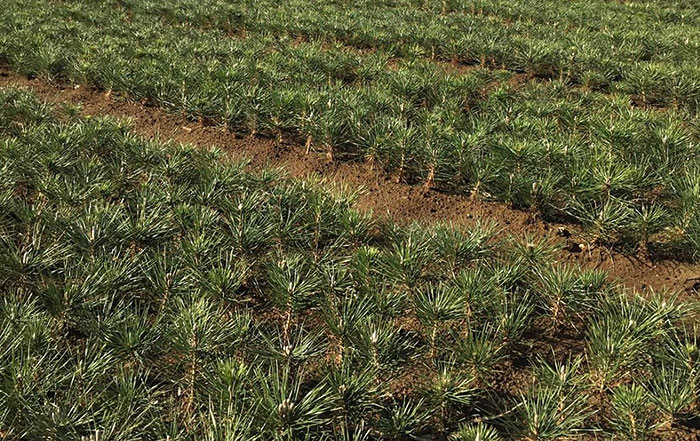 松の成長の様子